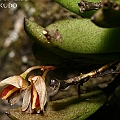 Dockrillia rigida (Smooth Tongue Orchid) found on a hybrid Phizophora<br />Canon EOS KDX (400D) + EFS60 F2.8 + SPEEDLITE 380EX